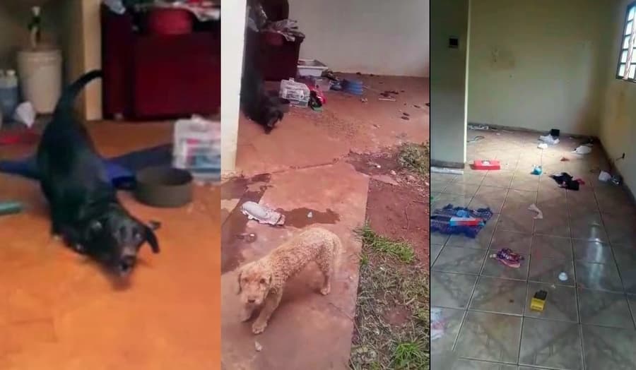 Em Sidrolândia, vizinhos denunciam abandono de cães, um deles com deficiência