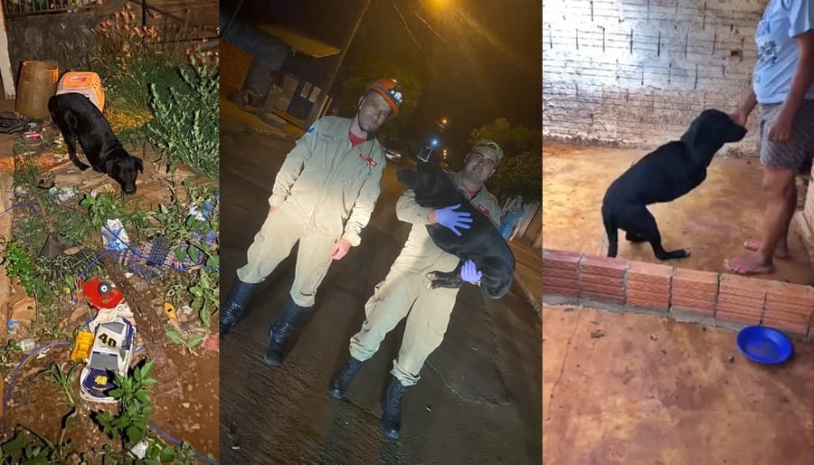 Após matéria, cão abandonado com deficiência é resgatado por voluntárias e Bombeiros