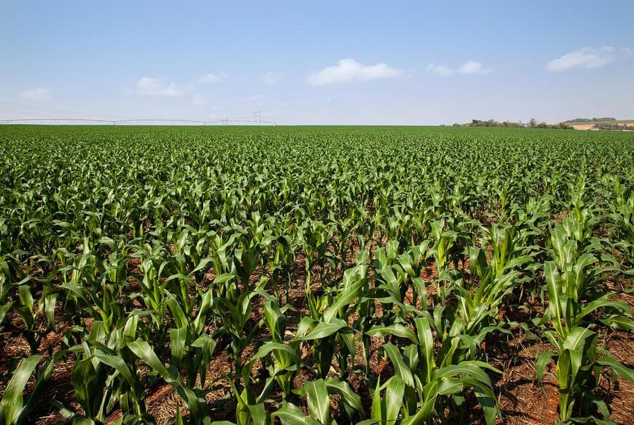 MS tem 14 cidades na lista das 100 com maior PIB da agropecuária no país