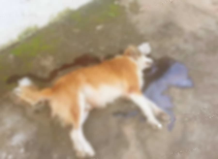 Idoso é denunciado por maus tratos após jogar cachorro no chão e matar a pauladas em Maracaju