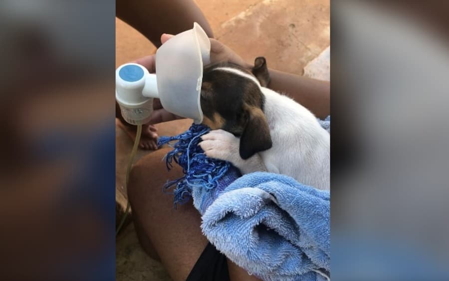 Cachorrinha não resiste e morre após ser abandonada dentro de bolsa térmica no sol