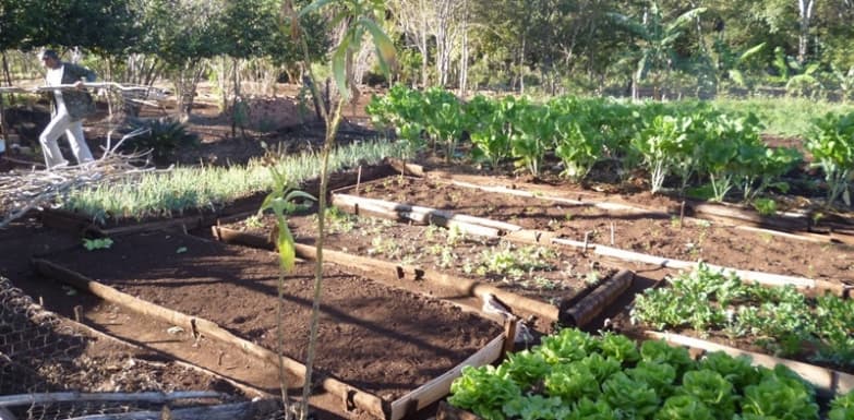 Merenda Escolar terá 78% dos alimentos extraídos da Agricultura Familiar