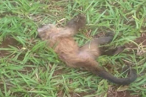 Macaco encontrado morto em Maracaju passará por teste de febre amarela