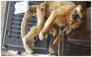 Laudos de macacos encontrados mortos em Maracaju ficam prontos em até 60 dias