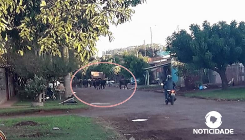 Moradores de Maracaju reclamam de boiada solta nas ruas da Vila Juquita