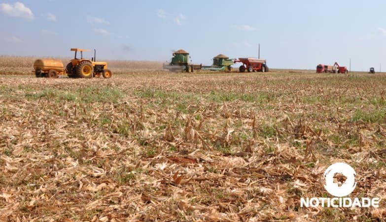 Sidrolândia e Maracaju estão no Ranking de maiores produtores de milho