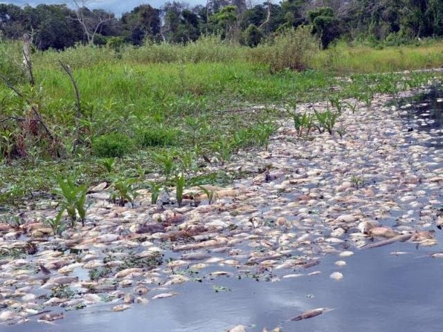 Decoada repentina no Pantanal mata peixes e alerta para pesca predatória