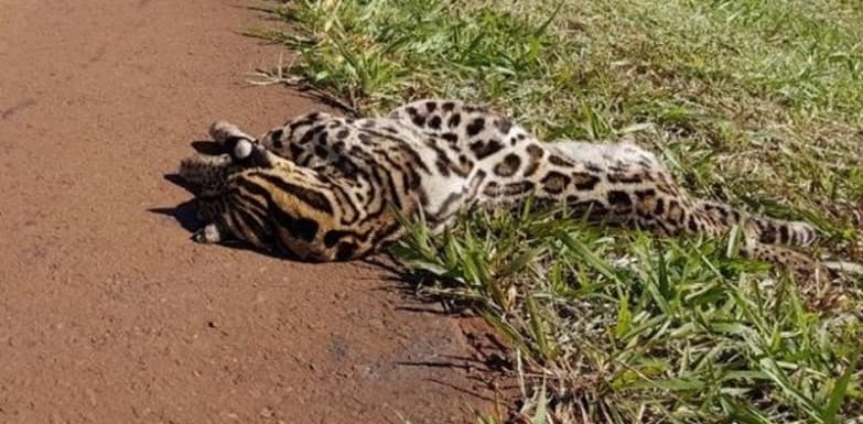 PMA encontra jaguatirica morta nas margens da rodovia BR-060