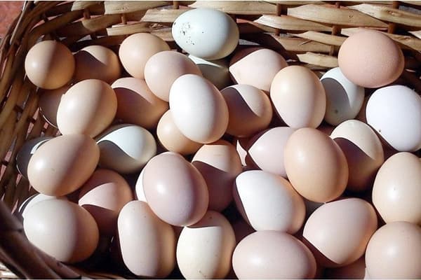 Sidrolândia está entre municípios que irão receber o Projeto Quintal Produtivo