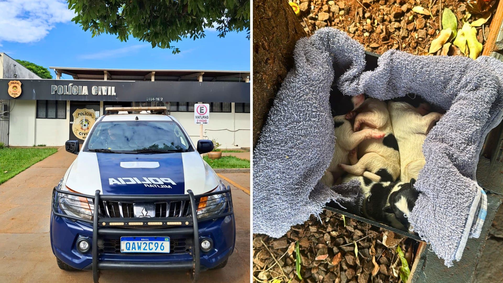 Idosa é denunciada por maus-tratos após arremessar filhote de cachorro em Maracaju