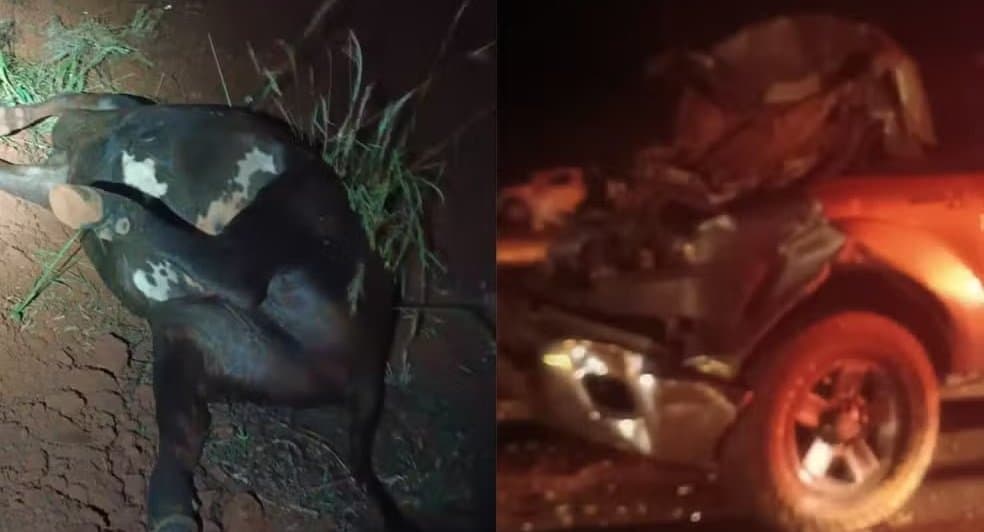 Caminhonete colide em vacas soltas na BR-163 em Rio Brilhante; dois animais morreram e trecho ficou interditado