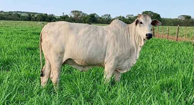 Nelore produzida em Maracaju é premiada entre os melhores animais do Brasil na ExpoGenética 2026