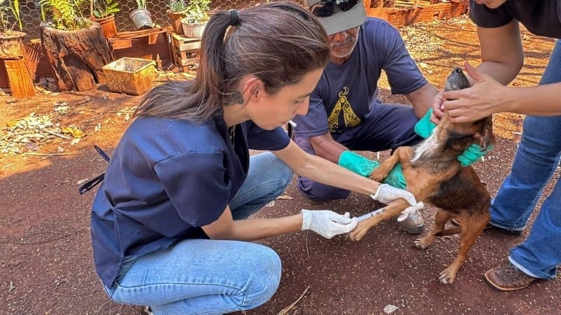 Campanha Antirrábica imuniza mais de mil animais na zona rural de Maracaju