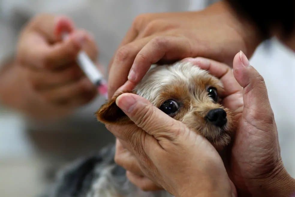 Dia D da vacinação antirrábica será neste sábado em 12 pontos de Sidrolândia